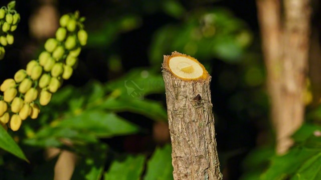 Obrázek produktu Aku zahradní nůžky Bosch EasyPrune 0.600.8B2.100 3,6V 1,3Ah 5