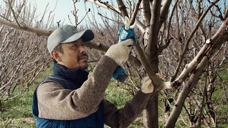 Obrázek produktu Aku zahradní nůžky Bosch Pro Pruner 0.601.9K1.021 2x aku 3Ah 14